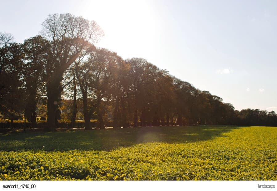 Een zonnig grasveld met een rij bomen aan de rand